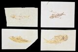 Lot: Green River Fossil Fish - Pieces #81270-1